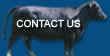 Contact Phelps Creek Farm - Proven Herd Builders